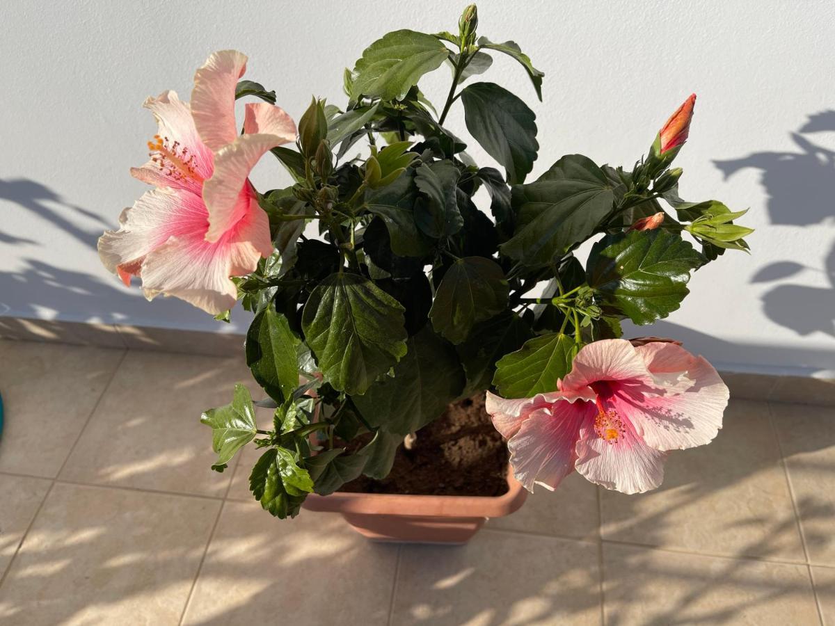 アルハンゲロス Red Hibiscus Stegnaゲストハウス エクステリア 写真