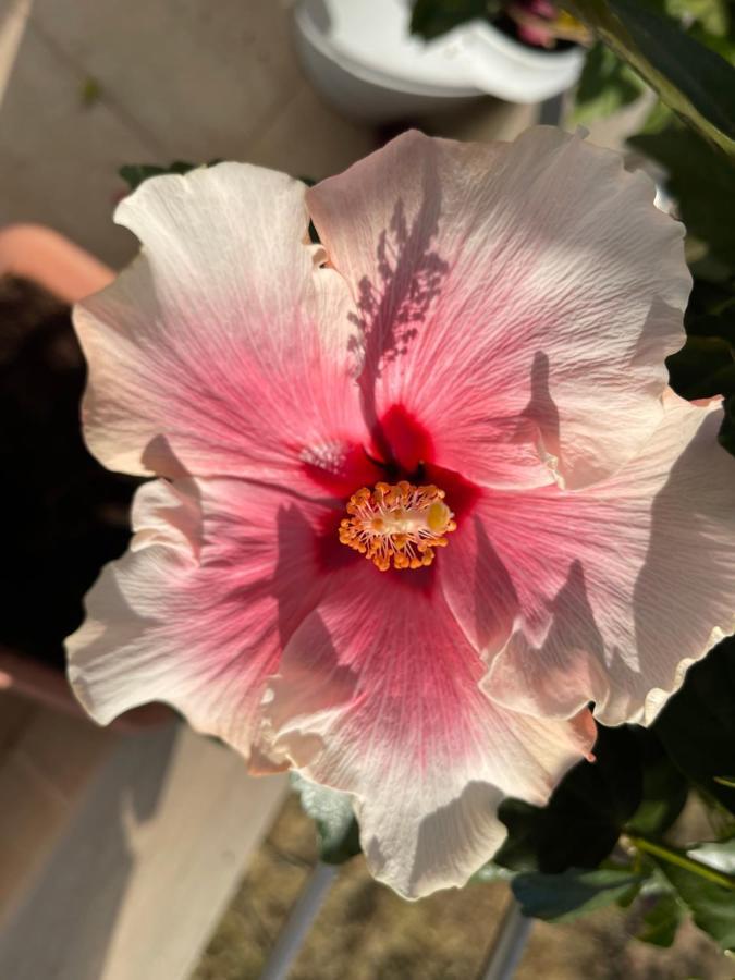 アルハンゲロス Red Hibiscus Stegnaゲストハウス エクステリア 写真