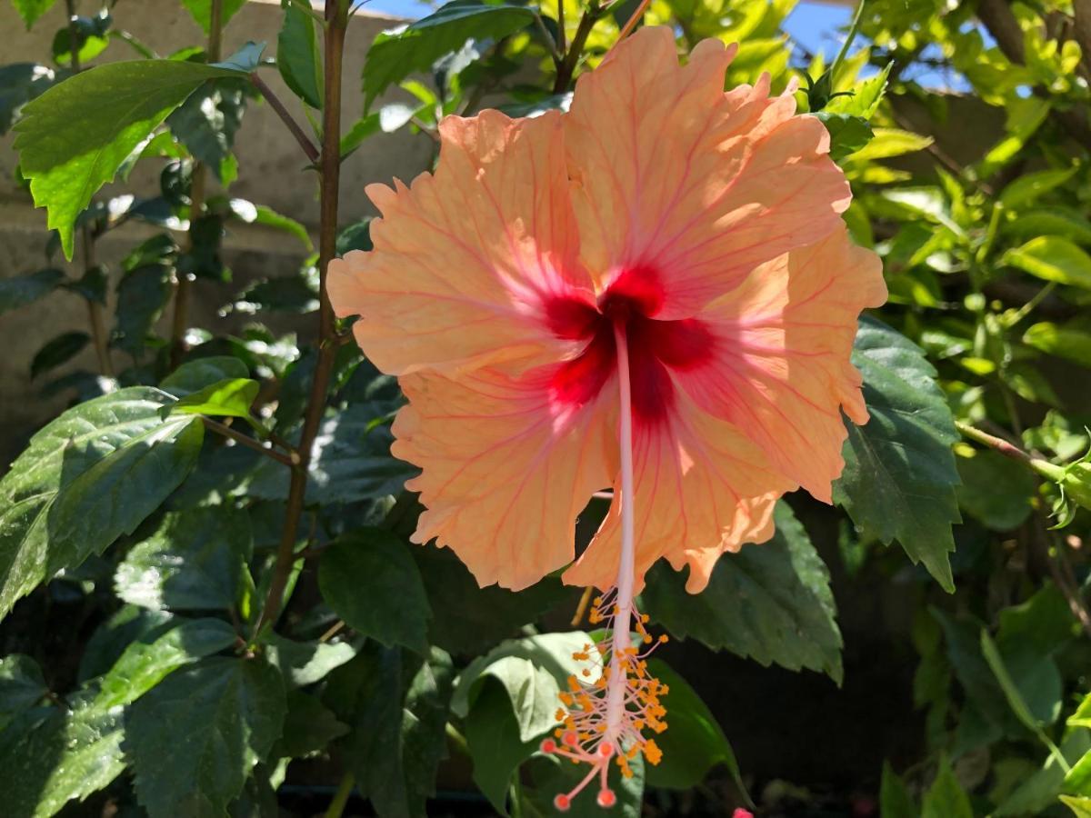 アルハンゲロス Red Hibiscus Stegnaゲストハウス エクステリア 写真