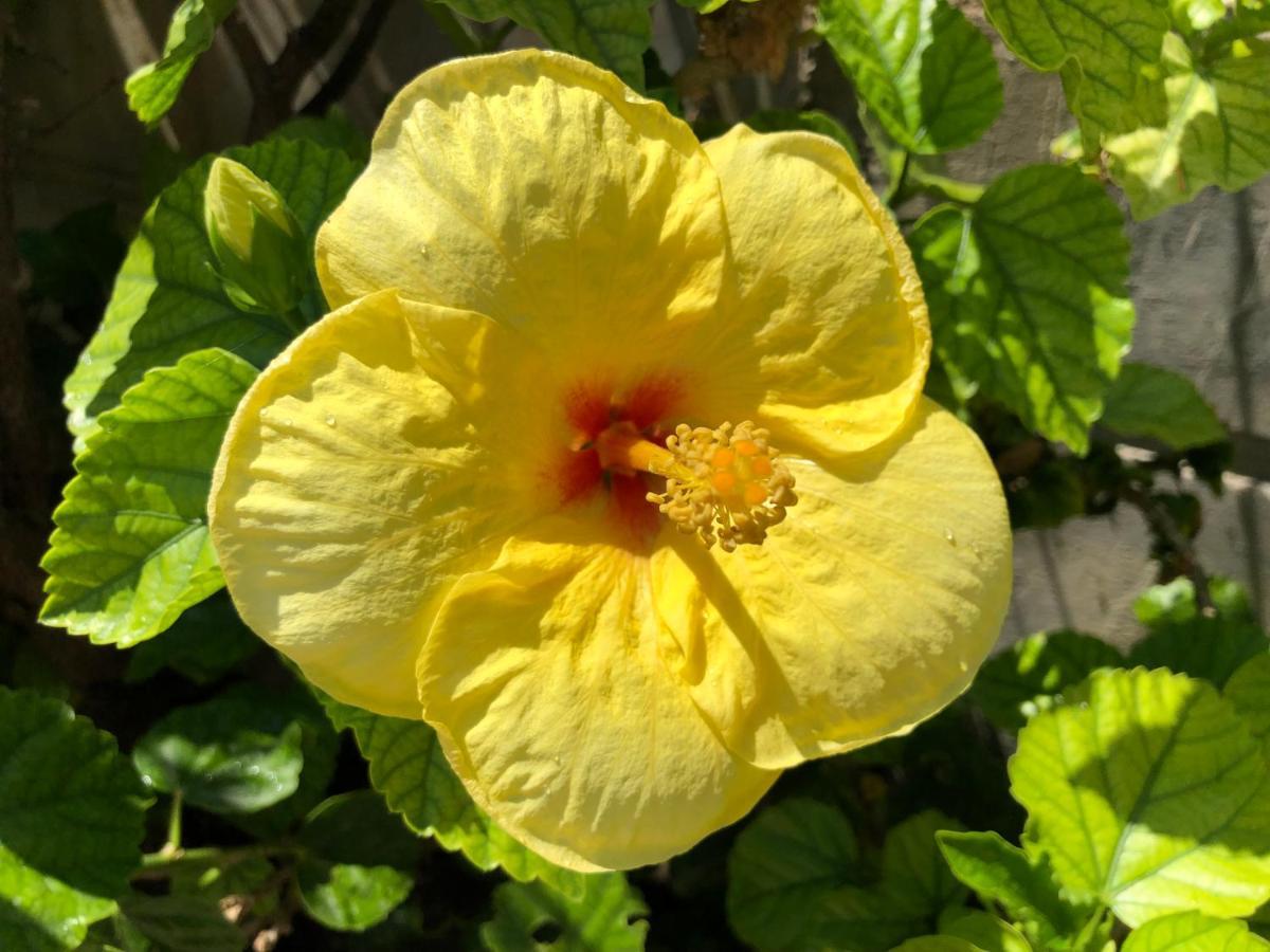 アルハンゲロス Red Hibiscus Stegnaゲストハウス エクステリア 写真