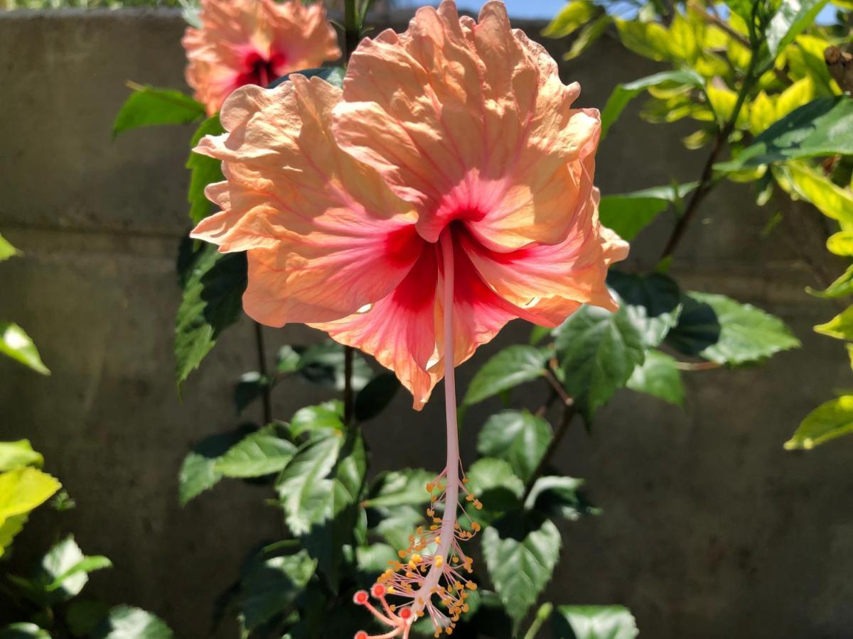 アルハンゲロス Red Hibiscus Stegnaゲストハウス エクステリア 写真